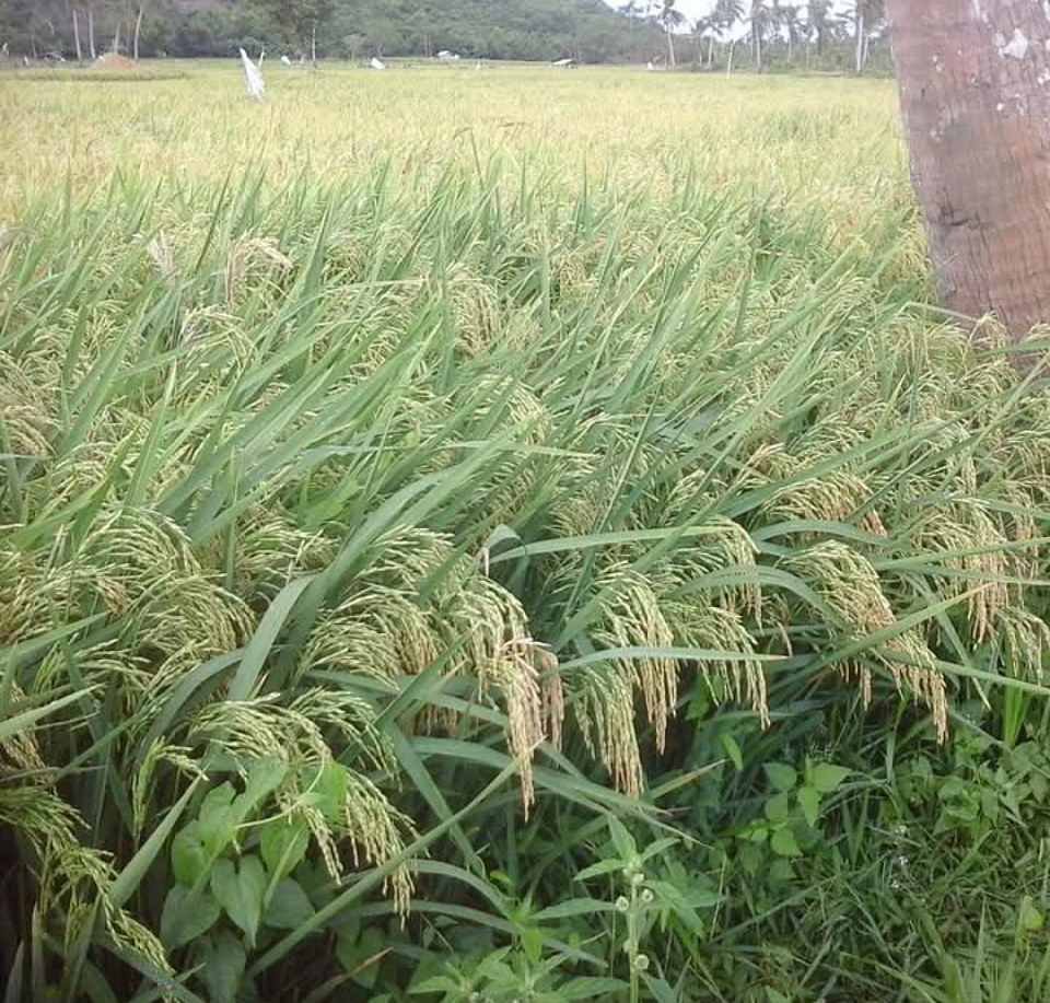 RICE FIELD