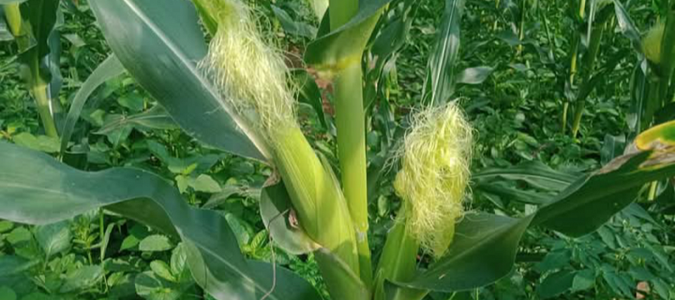 CORN IN FARM
