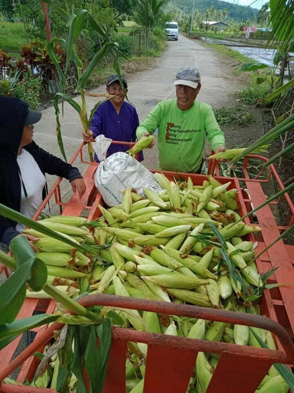 HARVESTED CORN