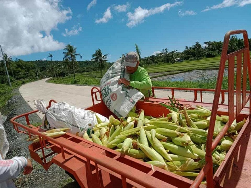 HARVESTED CORN