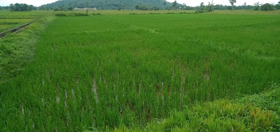 OUR RICE FIELD