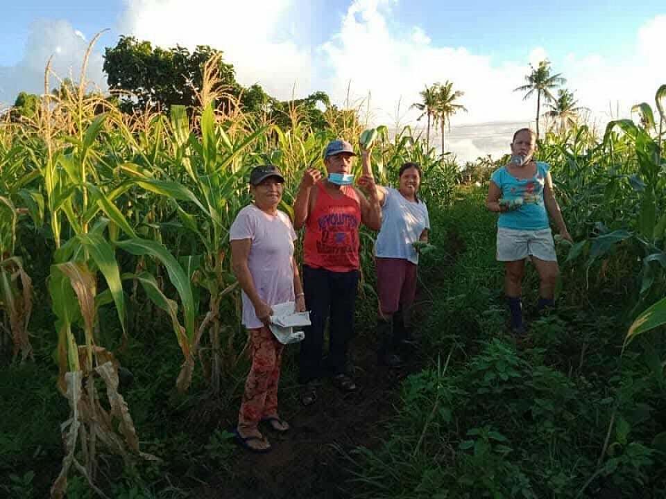 CORN IN FARM