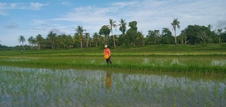 FERTILIZING RICE CROP