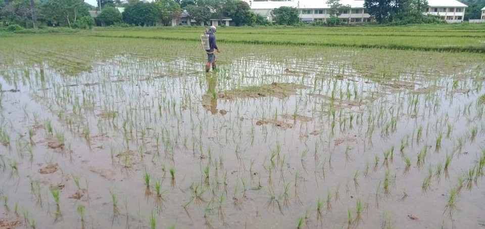 MONITORING PEST AND DISEASES IN RICE CROP