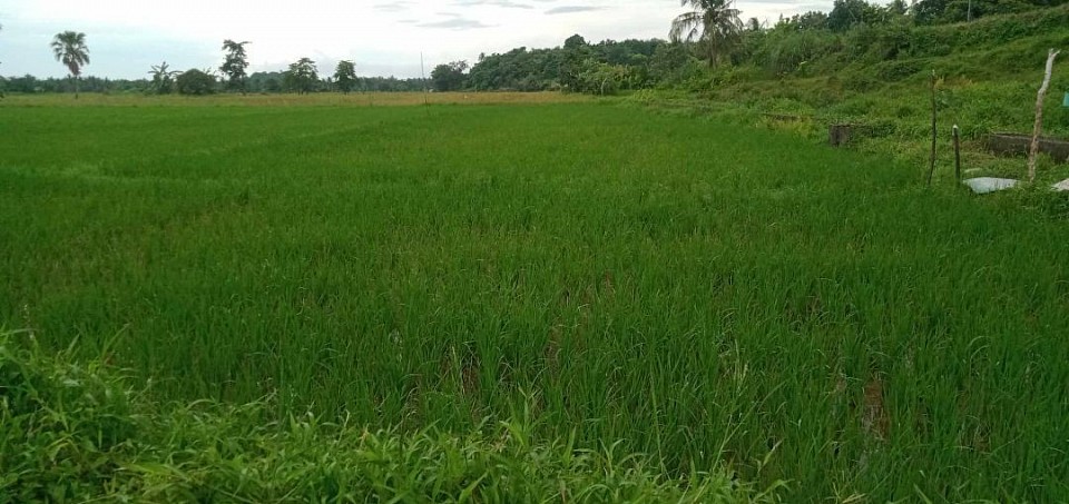 RICE FIELD AREA
